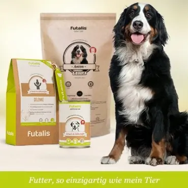 Welches Futter für Berner Sennenhund?