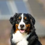 Berner Sennenhund Charakter: loyal, treu, intelligent, anhänglich