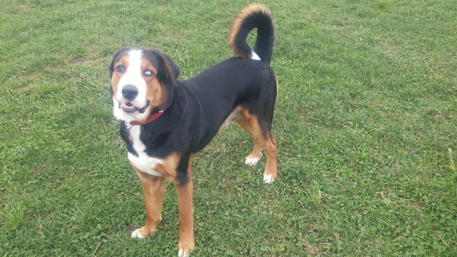 77+ Rottweiler Doberman Golden Retriever Mix