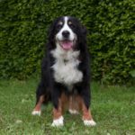 Berner Sennenhund in Not