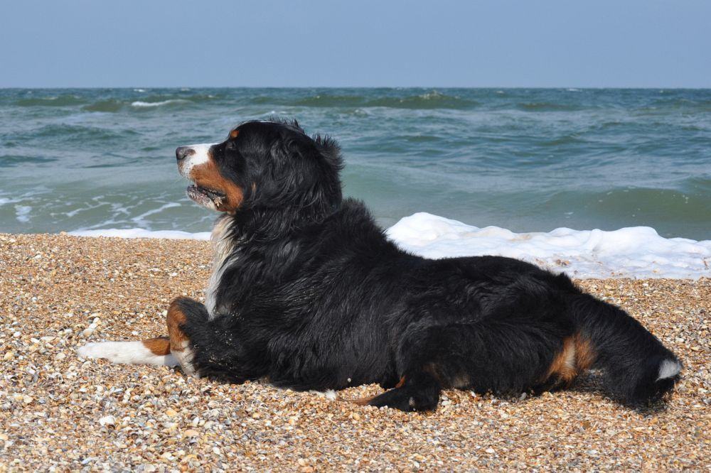 Berner Sennenhund Fotos und Bilder