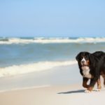 Mit dem Berner Sennenhund in den Urlaub fahren.