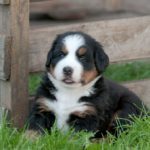 Berner Sennenhund Züchter