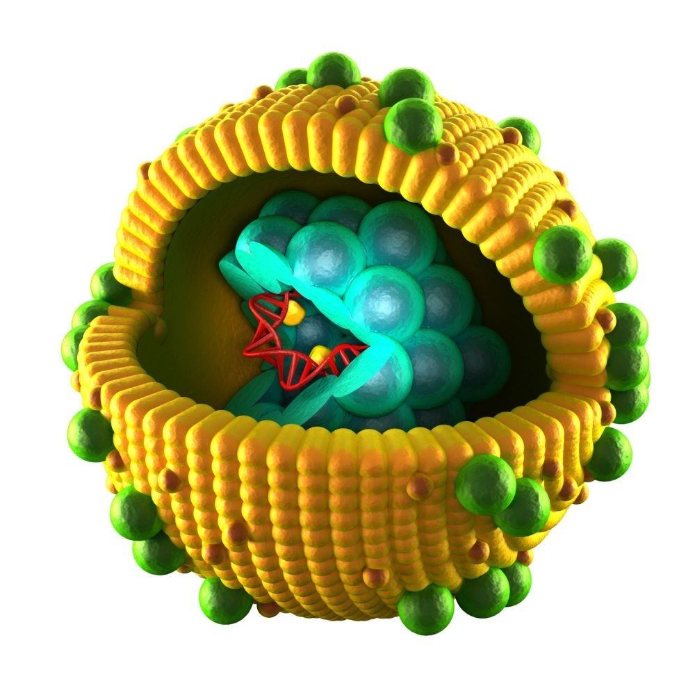 Hepatitis Virus als Grafik