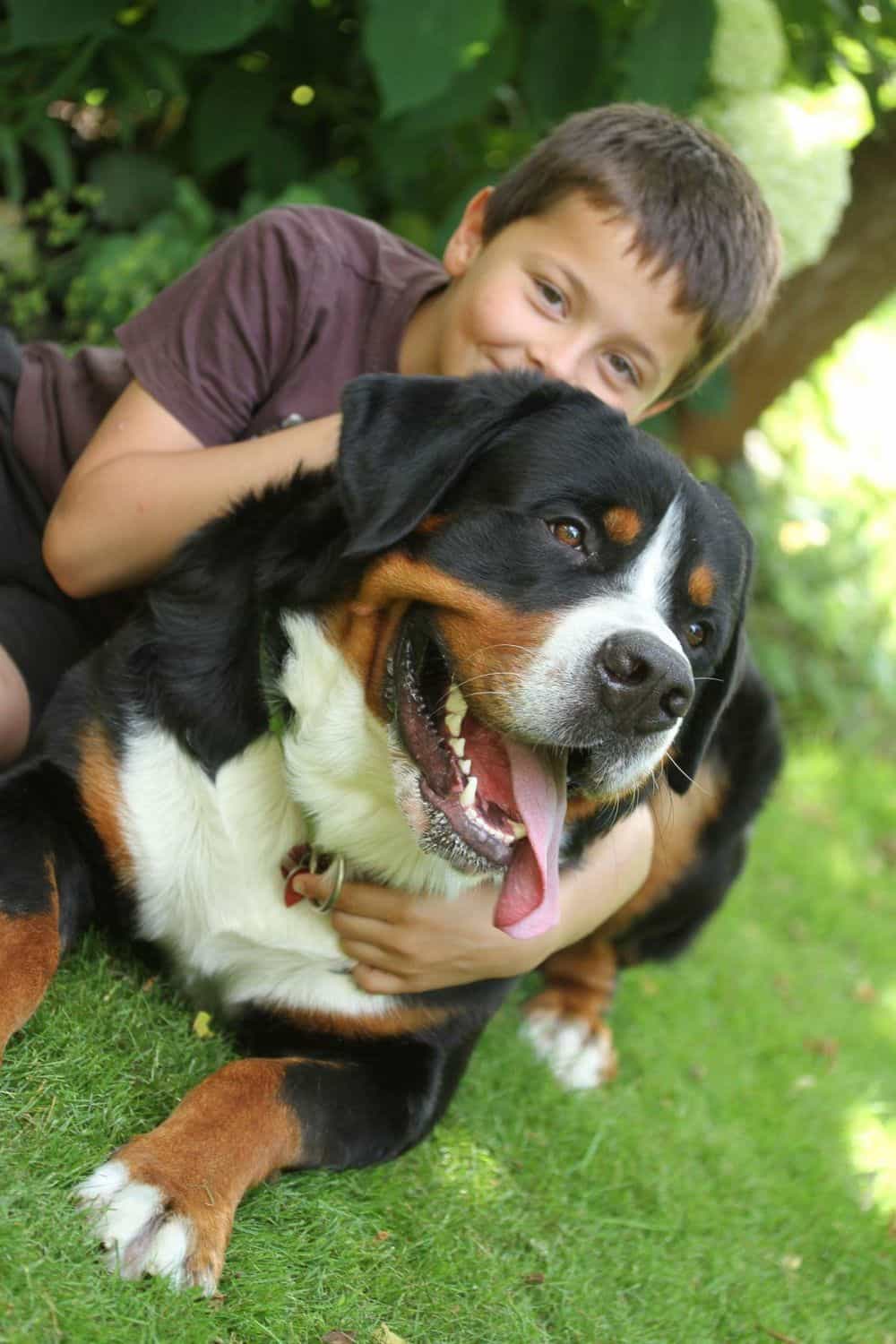 Berner Sennenhund Mix, Mischling und Hybride