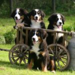 Berner Sennenhund Welpen