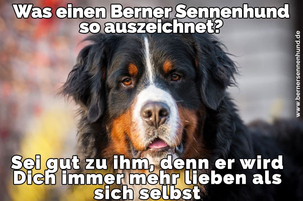 Berner Sennenhund Zitate Und Sprüche