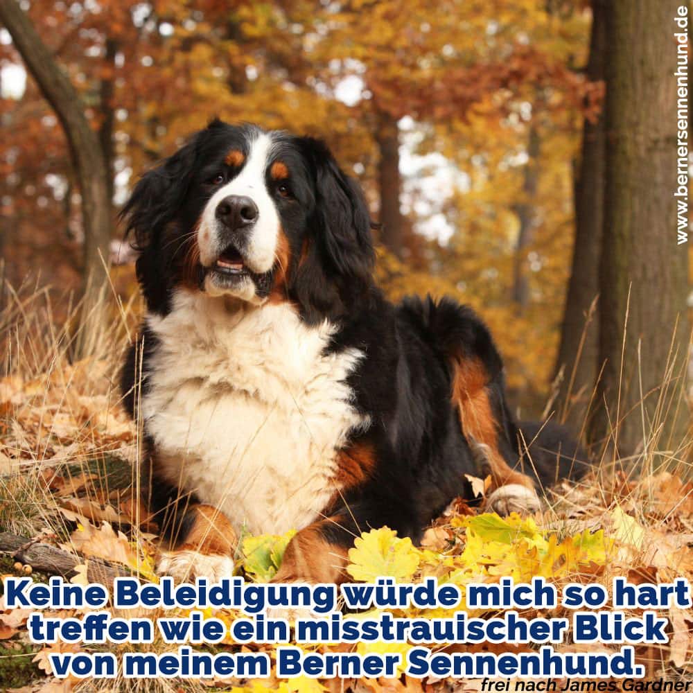 Berner Sennenhund Zitate Und Sprüche