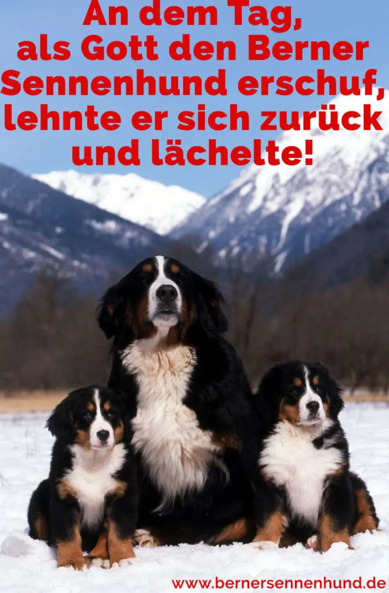 Berner Sennenhund Zitate und Sprüche BernerSennenhund.de
