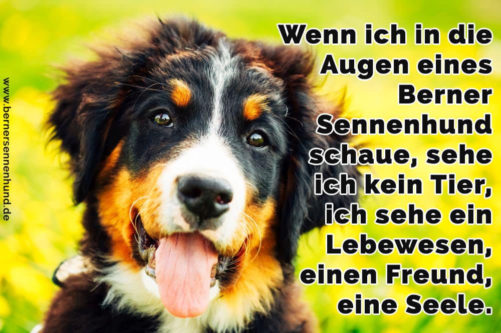 Berner Sennenhund Zitate Und Sprüche