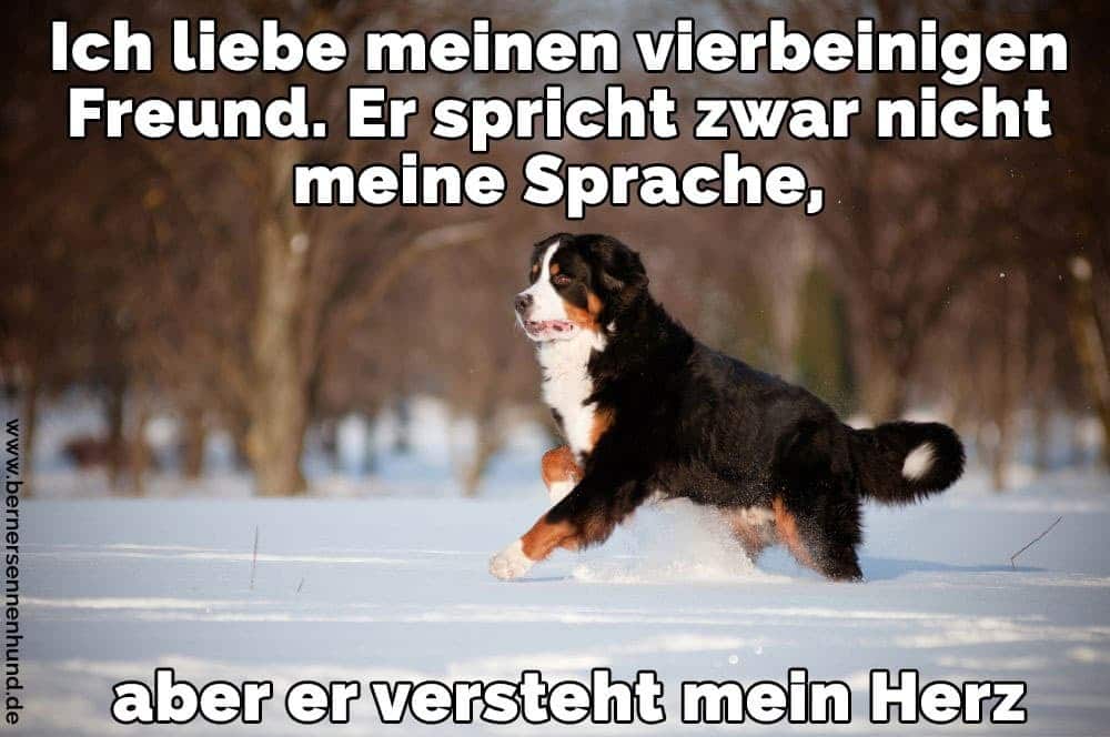 Berner Sennenhund Zitate Und Sprüche