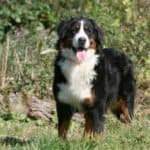 Berner Sennenhund im Gras