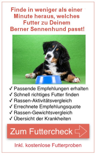 Futtercheck Berner Sennenhund