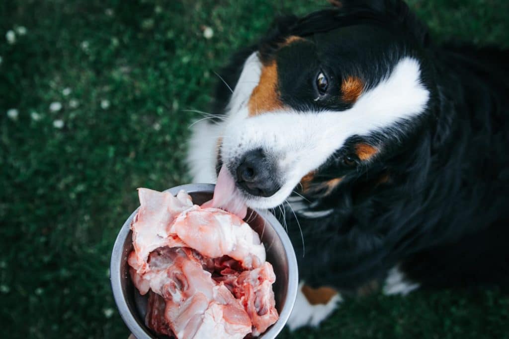 Rohfutter, BARF für den Berner Sennenhund