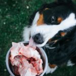 Rohfutter, BARF für den Berner Sennenhund