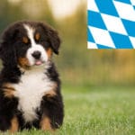 Berner Sennenhund Züchter aus Bayern