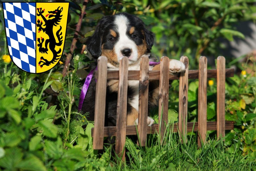 Berner Sennenhund Züchter mit Welpen Bad Reichenhall, Bayern