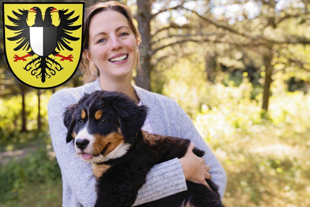 Berner Sennenhund Züchter mit Welpen Friedberg (Hessen), Hessen
