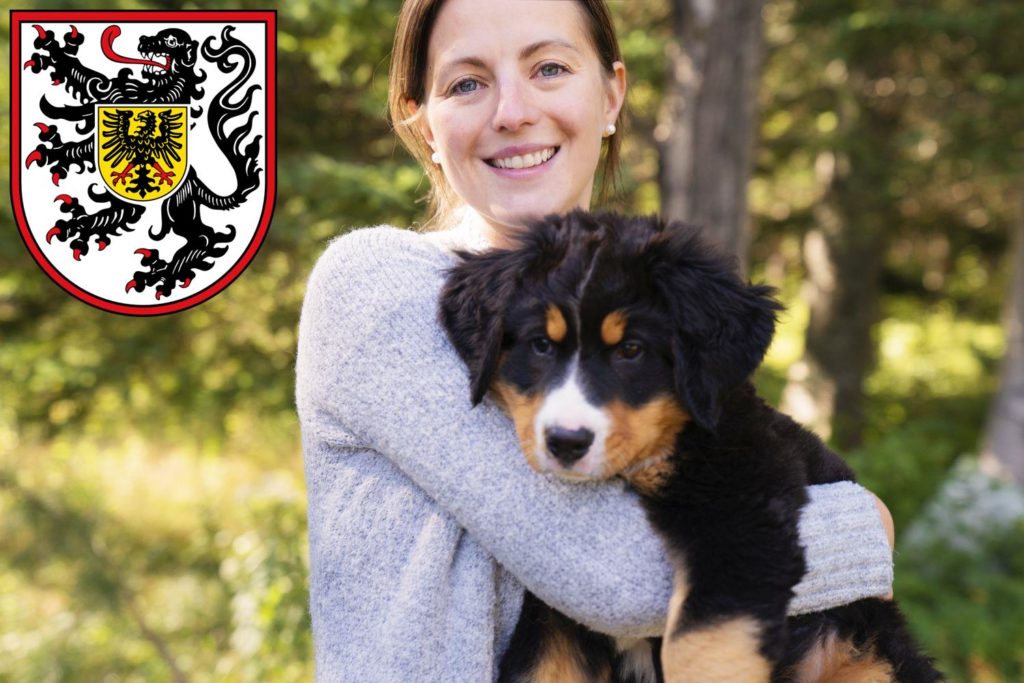 Berner Sennenhund Züchter mit Welpen Landau in der Pfalz, Rheinland-Pfalz