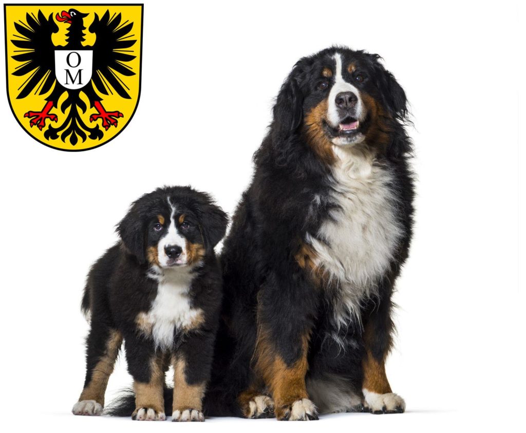 Berner Sennenhund Züchter mit Welpen Mosbach, Baden-Württemberg