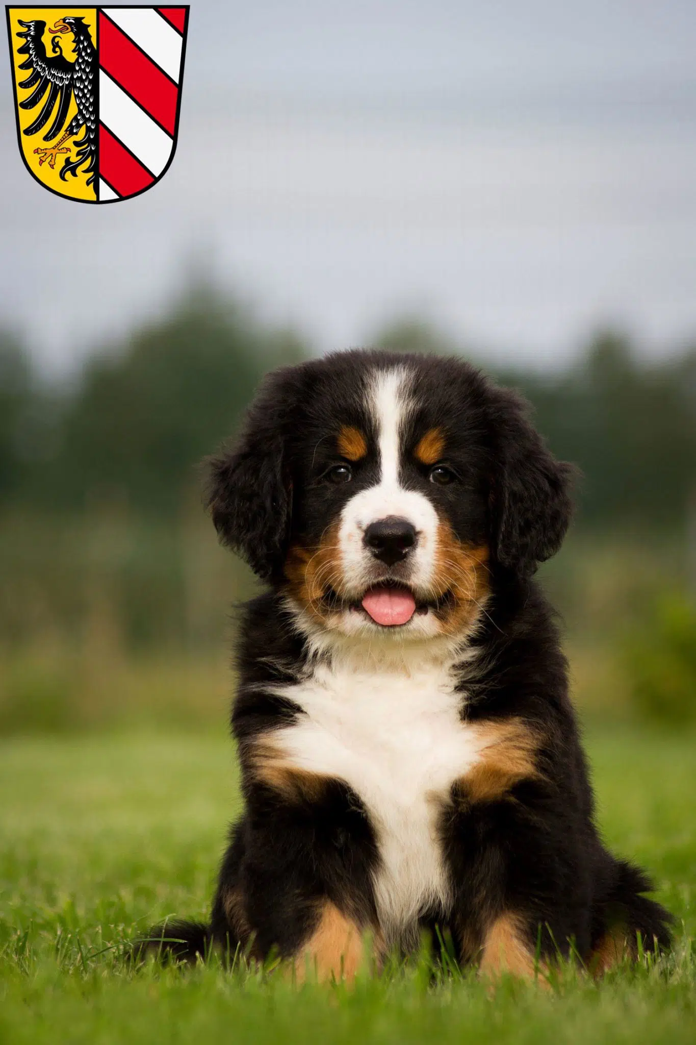 Berner Sennenhund Welpe Gewicht Und Größe Tabelle Berner Sennenhund Züchter und Welpen in Nürnberg - BernerSennenhund.de