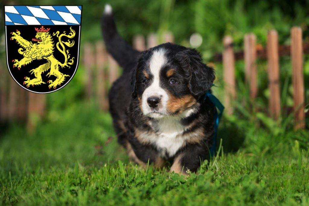 Berner Sennenhund Züchter mit Welpen Oberbayern, Bayern