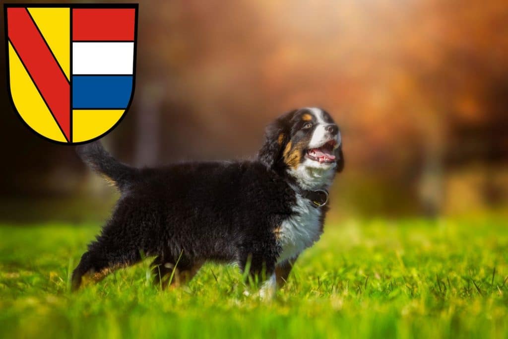 Berner Sennenhund Züchter mit Welpen Pforzheim, Baden-Württemberg