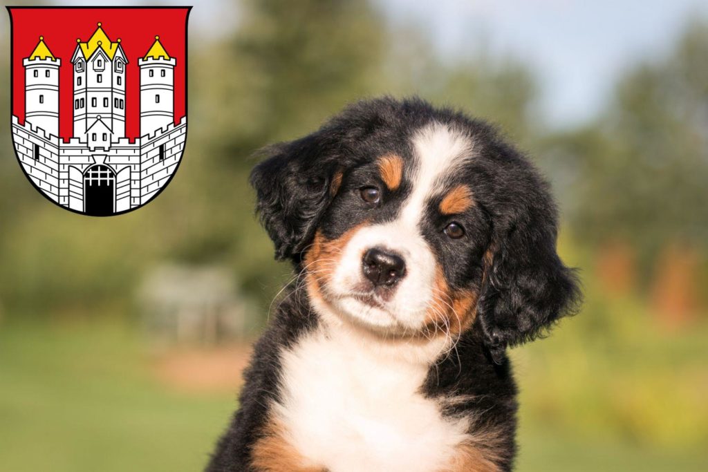Berner Sennenhund Züchter mit Welpen Salzburg, Österreich