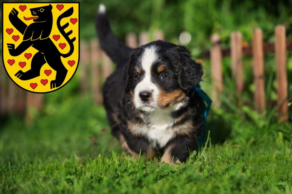 Berner Sennenhund Züchter mit Welpen Weimar, Thüringen