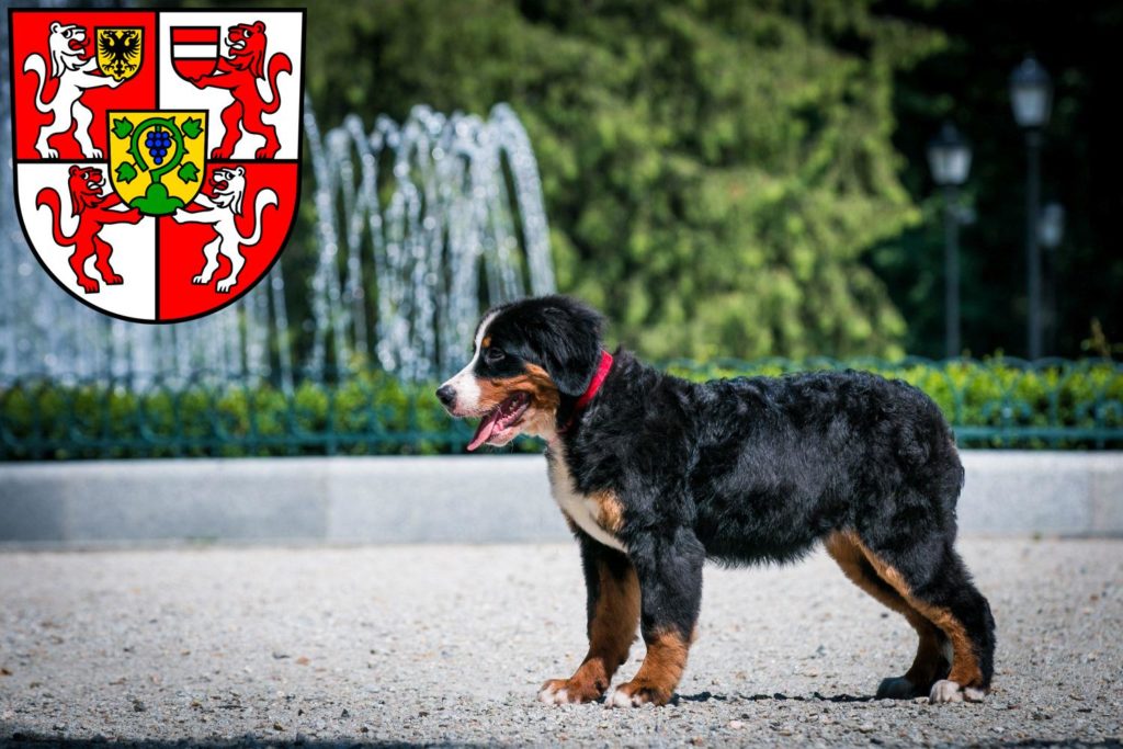 Berner Sennenhund Züchter mit Welpen Weingarten, Baden-Württemberg