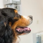 Berner Sennenhund beim Tierarzt - Ist der Berner Sennenhund oft krank?
