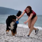 Der Berner Sennenhund ist glücklich wenn sich sein Mensch mit ihm Beschäftigung und Zeit für ihn hat.