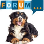 Berner Sennenhund Forum - Fragen und Antworten zum Berner Sennenhund