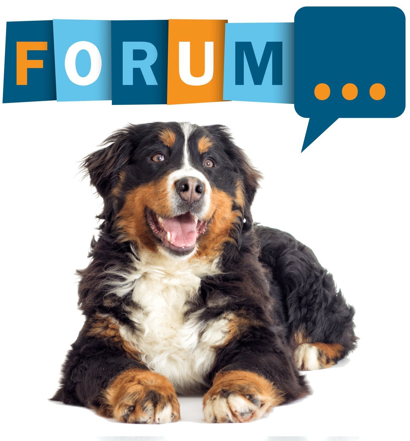 Berner Sennenhund Forum - Fragen und Antworten zum Berner Sennenhund