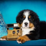 Tolle Fotos und Bilder vom Berner Sennenhund