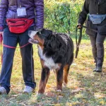 Die Hundeschule ist ein gute Idee wenn es um die Berner Sennenhund Erziehung geht.