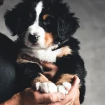Berner Sennenhund kaufen: Auf diese Dinge solltest Du beim Welpenkauf achten!