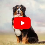 Berner Sennenhund Videos auf YouTube