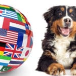 Berner Sennenhund Züchter in der ganzen Welt