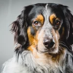 Border Collie - Berner Sennenund Mischling, Mixhund