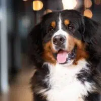 Berner Sennenhund Deckrüde Clooney