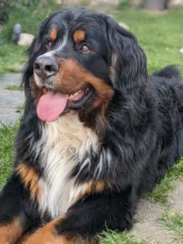 Berner Sennenhund Deckrüde "Da Vinci von den Brüner Höhen"