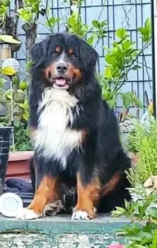 Berner Sennenhund Deckrüde "Da Vinci von den Brüner Höhen"