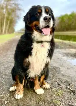 Bernersennen Deckrüde Buster