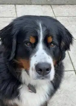 Bernersennen Deckrüde Buster