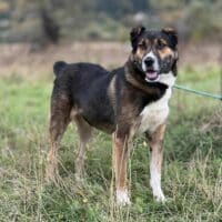 🆘Update Mai 2025: Riley sucht noch!!! 🆘