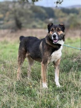 🆘Update März 2024: Riley sucht noch!!! 🆘