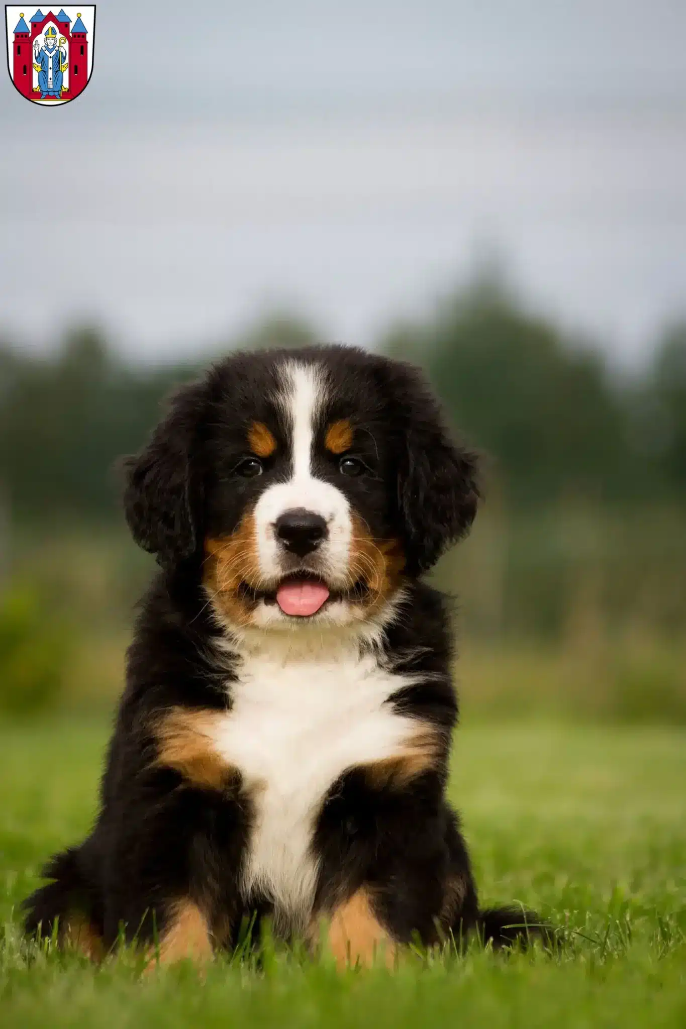 Mehr über den Artikel erfahren Berner Sennenhund Züchter und Welpen in Aschaffenburg