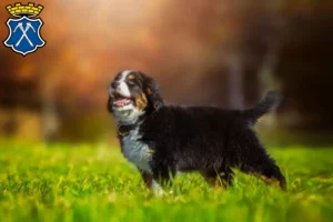 Mehr über den Artikel erfahren Berner Sennenhund Züchter und Welpen in Bad Homburg vor der Höhe
