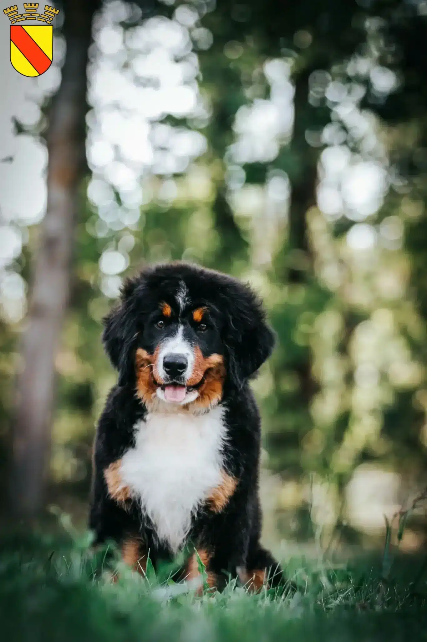 Mehr über den Artikel erfahren Berner Sennenhund Züchter und Welpen in Baden-Baden